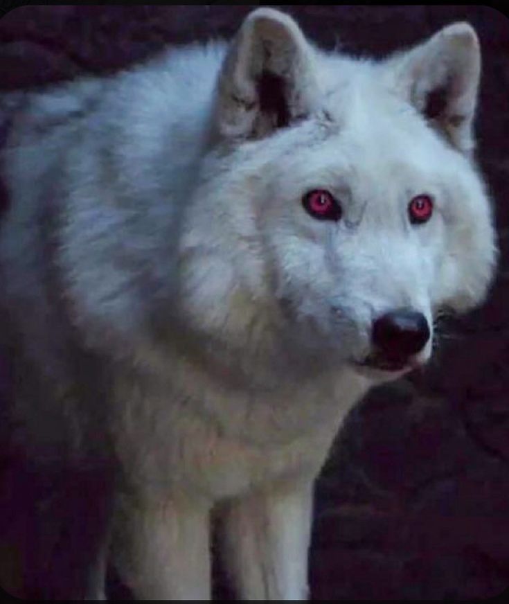 Lobo Fantasma